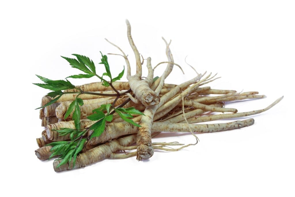 Angelica Sinensis - Encyclopédie Hexa3